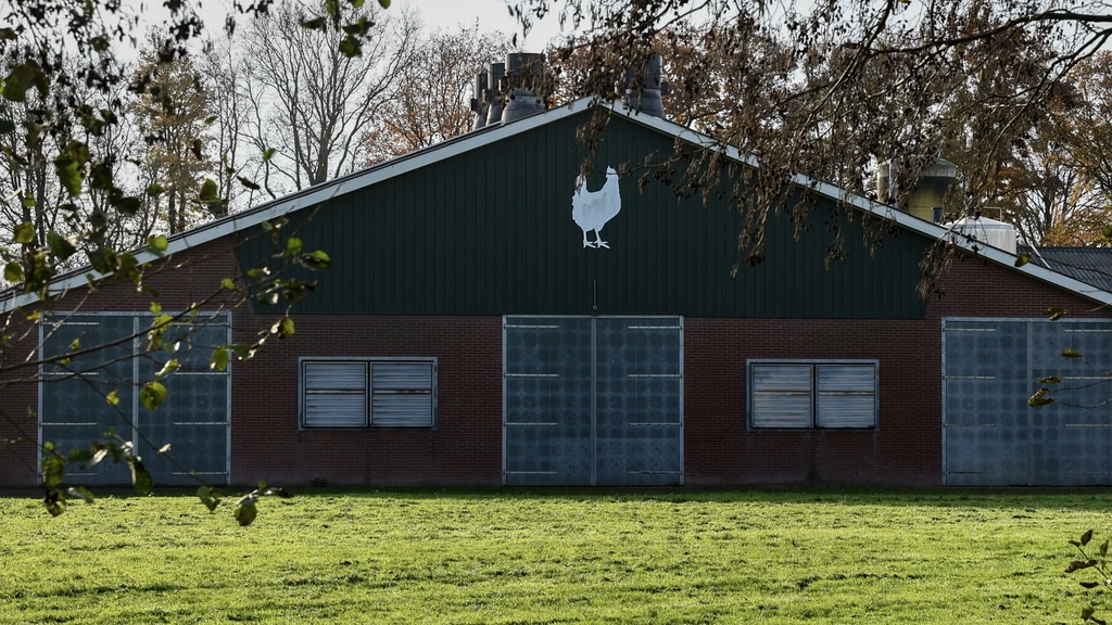 Foto: Ophokplicht voor pluimvee vervalt, behalve in Gelderse Vallei